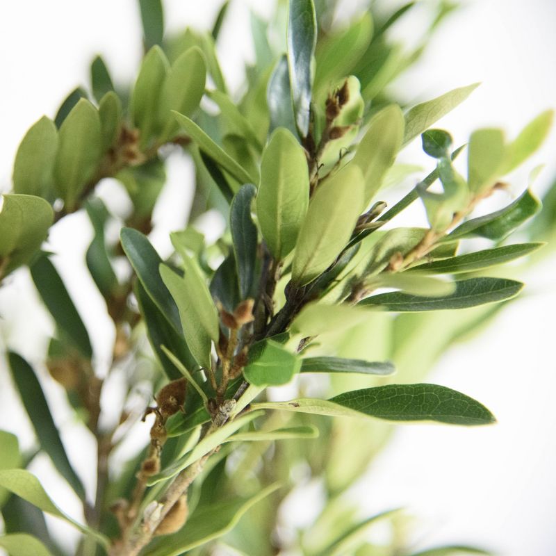 National Plant Network 2.25gal Distylium Plant with White Blooms