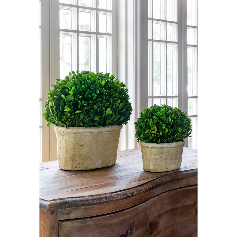 Park Hill Collection Potted Oval Boxwood Large