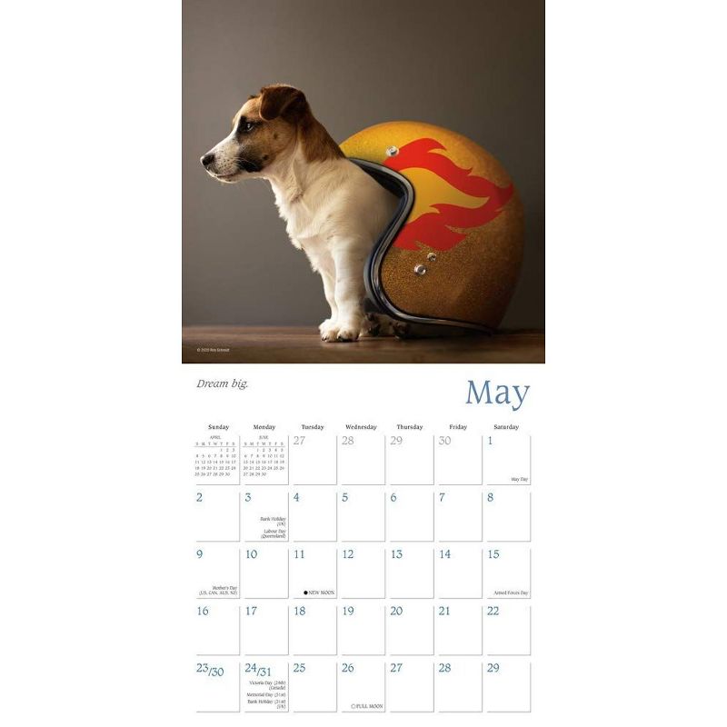 Sellers Publishing 2021 Dogma: A Dogs Guide to Life 16-Month Wall Calendar Schmidt, Ron