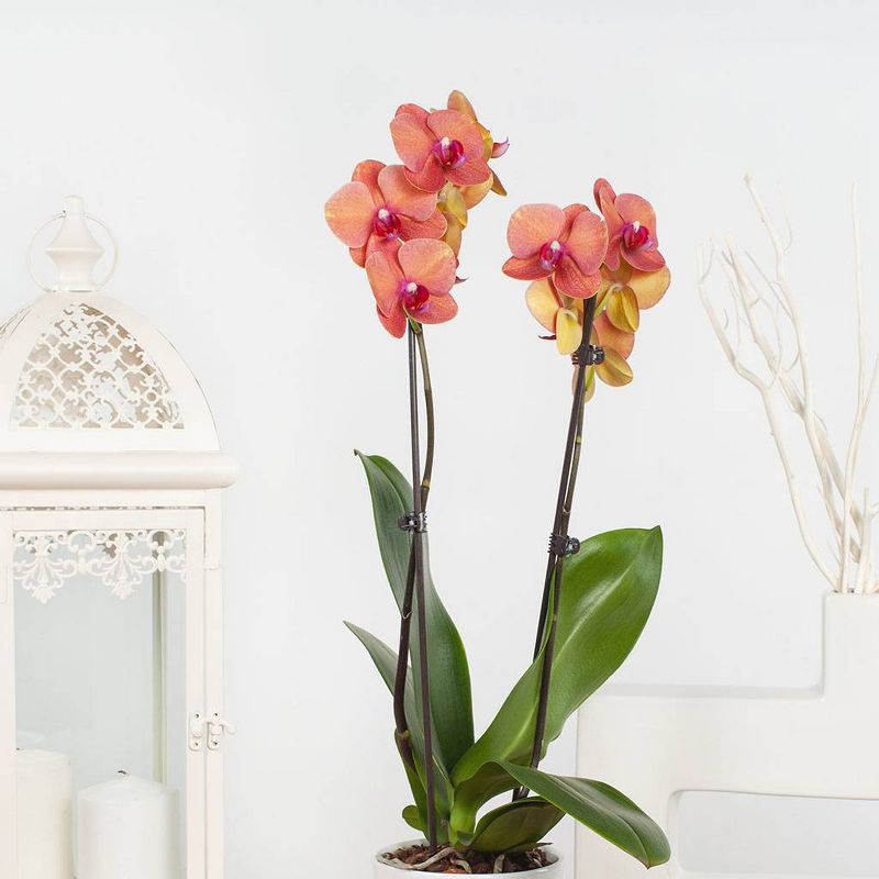 Just Add Ice 5" Salmon Orchid in Ceramic