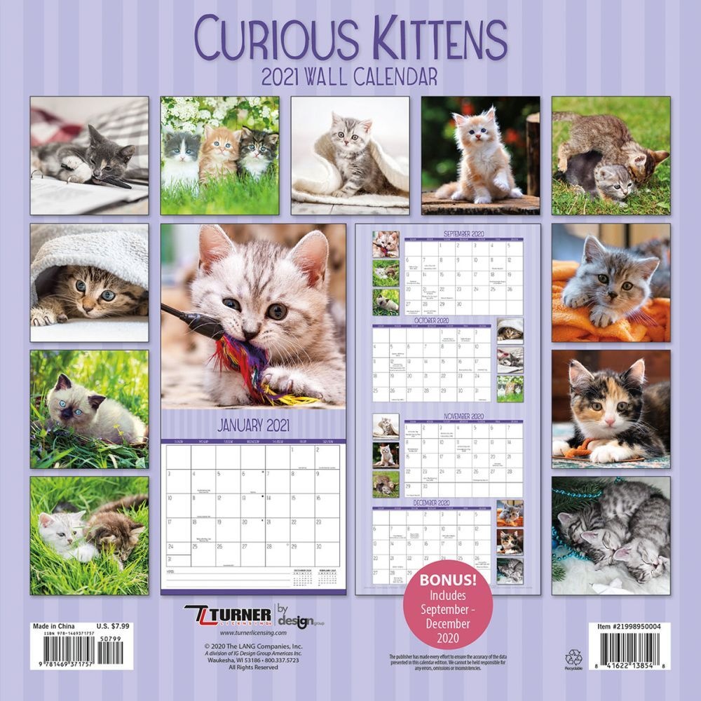 Turner Licensing,  Curious Kittens Mini Wall Calendar 2021