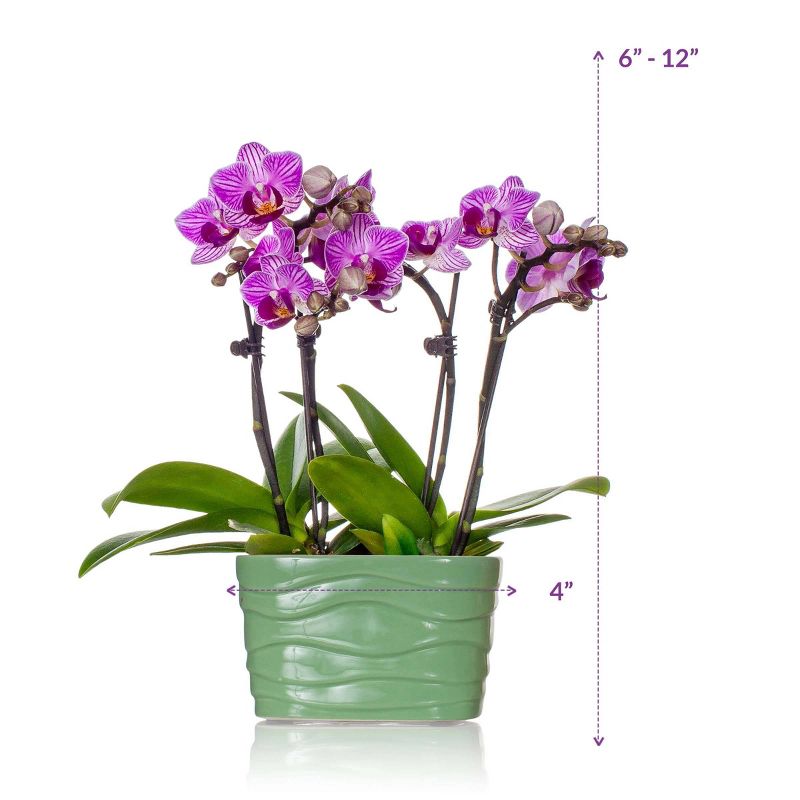 Just Add Ice 4" Pink Mini Orchid Duo in Ceramic