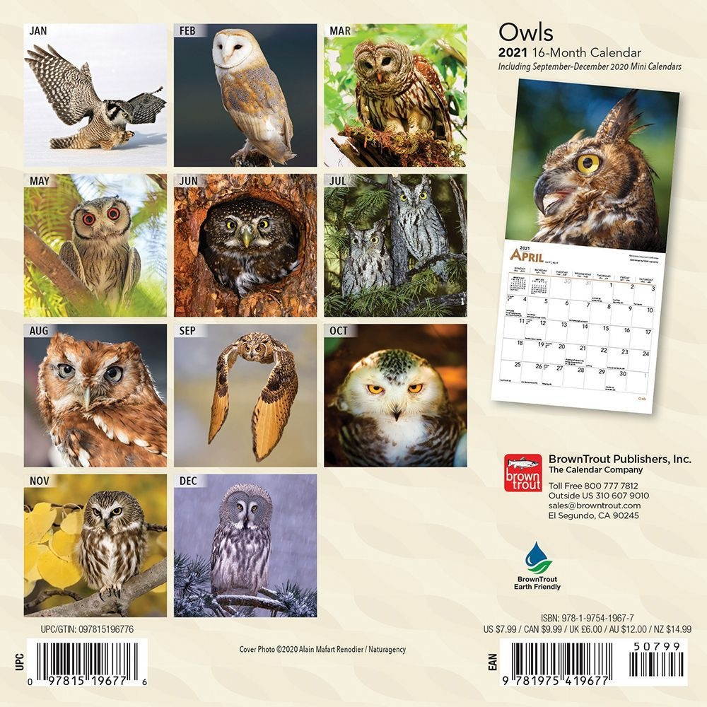 BrownTrout,  Owls Mini Wall Calendar 2021