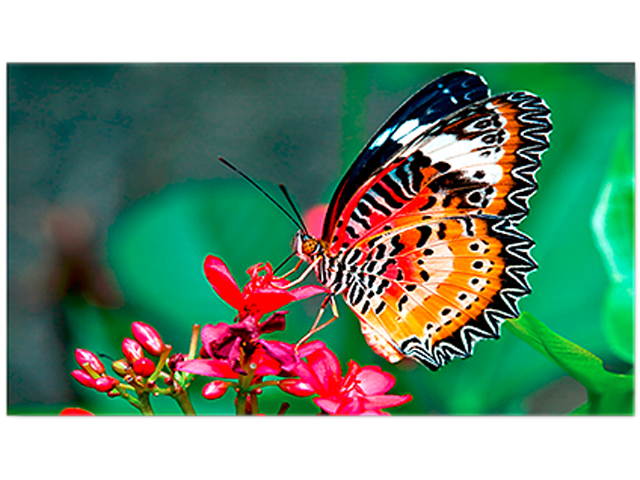 Video Wall Controller & Player 2x2 4K 3840x2160@30Hz Processor HDMI 1.4 HDCP 1.4 Support 2x2,1x2,1x4 Modes with 1 HDMI Input 4 HDMI Output