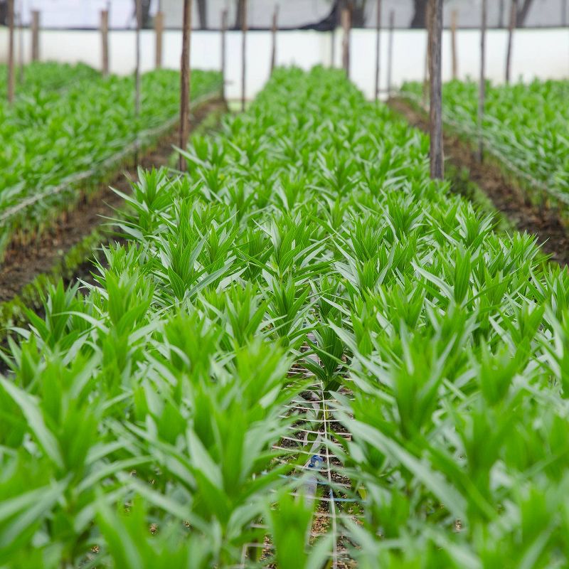 Colour Republic Red Rose + Gypsophila Bouquet