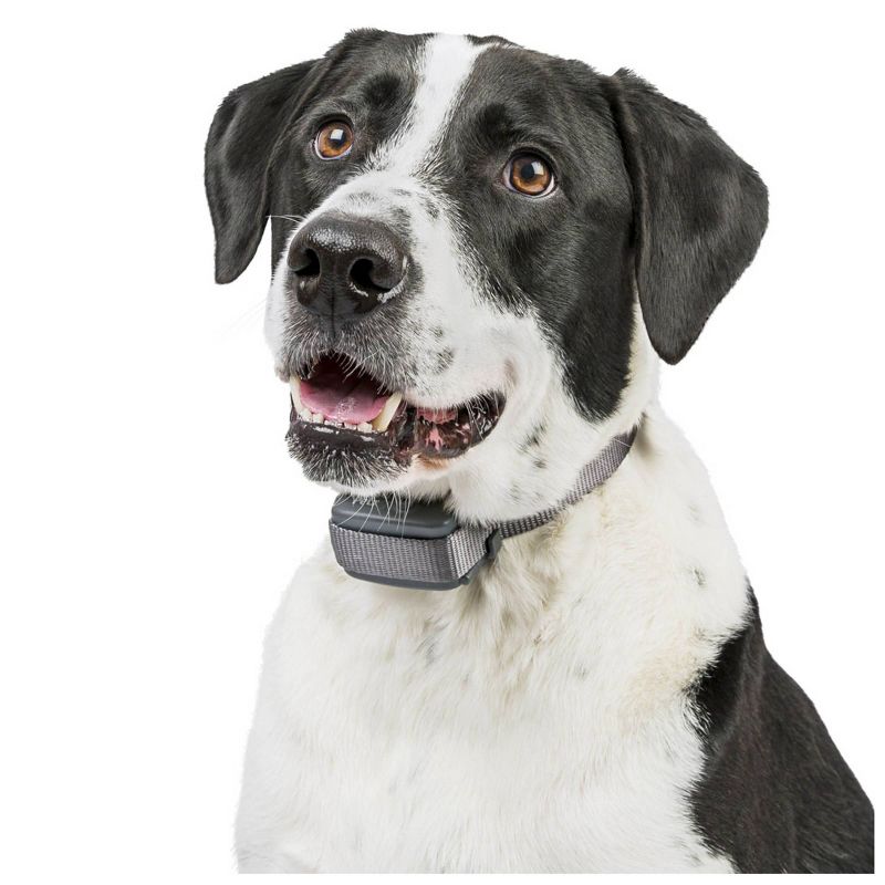 Premier Pet Spray Bark Adjustable Dog Collar - Black