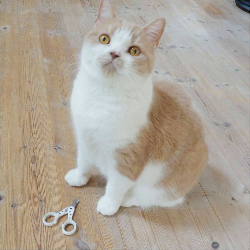 Necoichi Purrcision Feline Nail Clippers