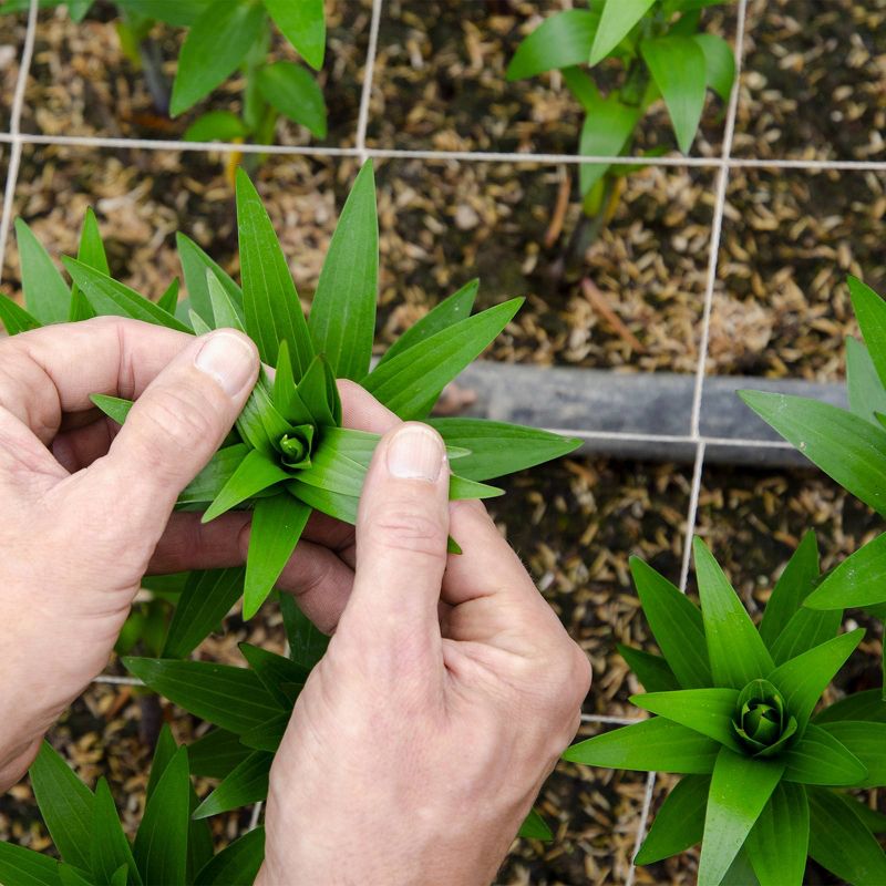 Colour Republic Pink Rose + Gypsophila Bouquet