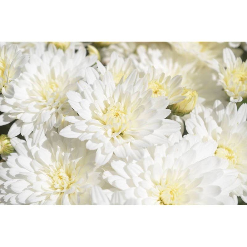 8" White Chrysanthemum Plant with Orange Blooms - National Plant Network