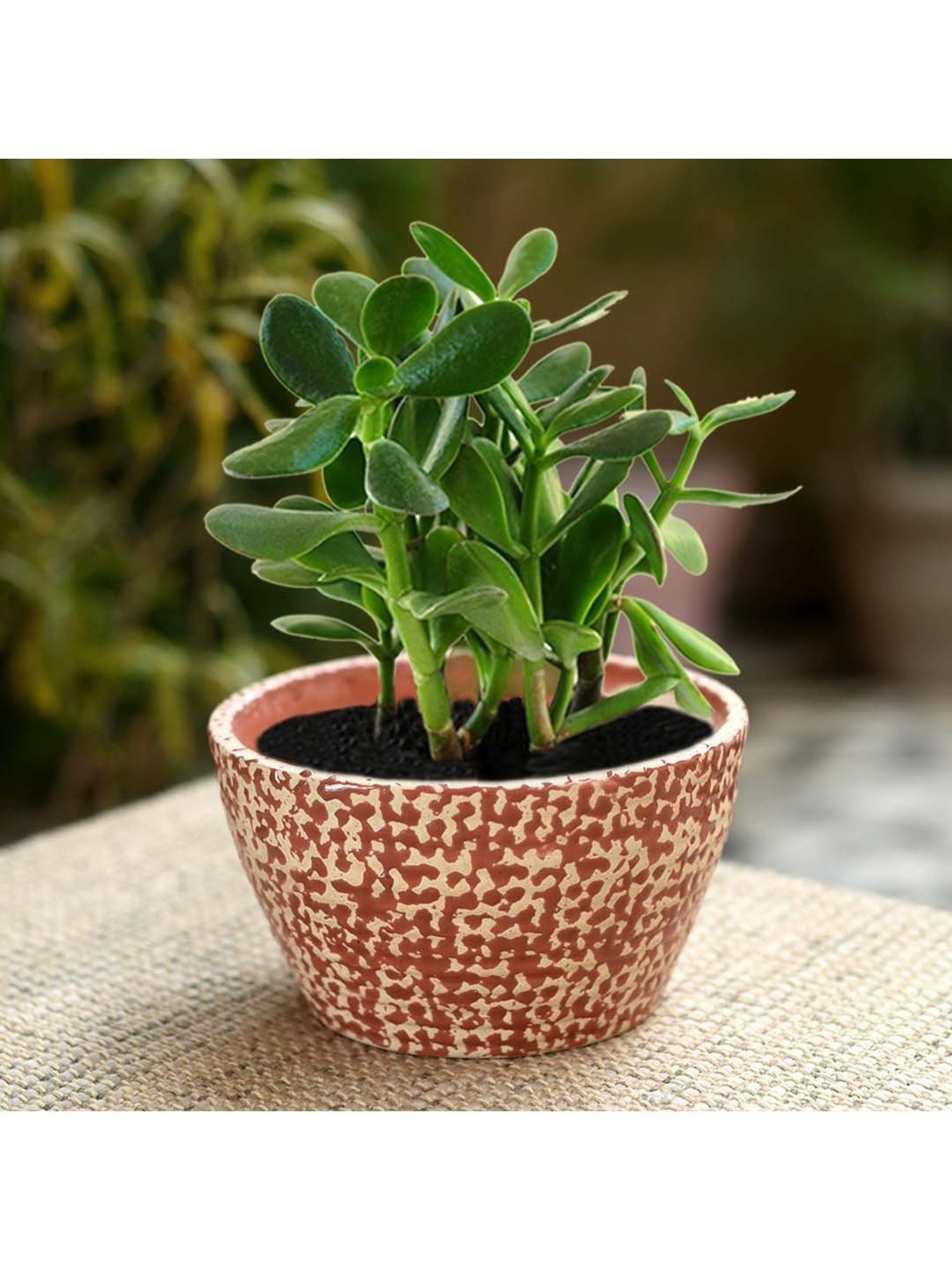 Unravel India Red Ceramic Glazed Table Top Planter - Set of 1