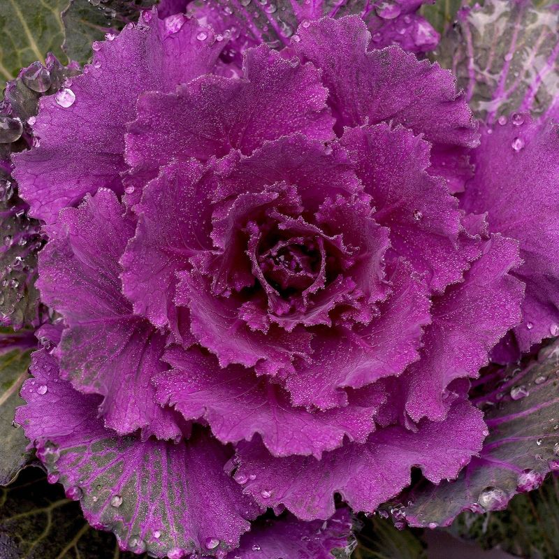 3pc Flowering Kale - National Plant Network