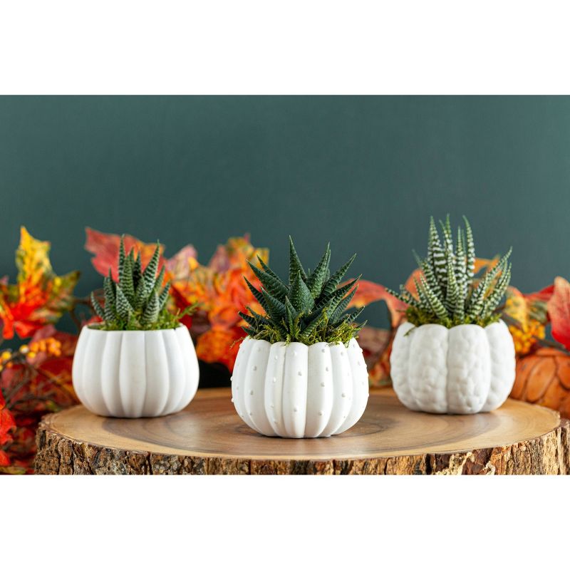 LiveTrends Pumpkin Gathering - 3pk