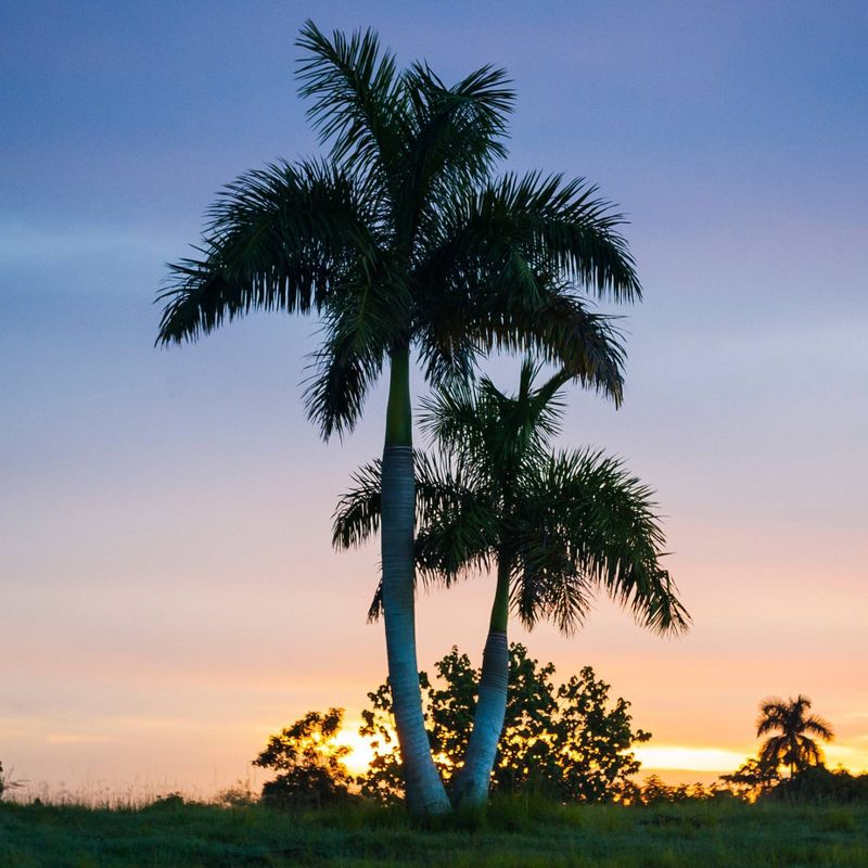 2pk Royal Palm Tree Seed Grow Kit - The Jonsteen Company