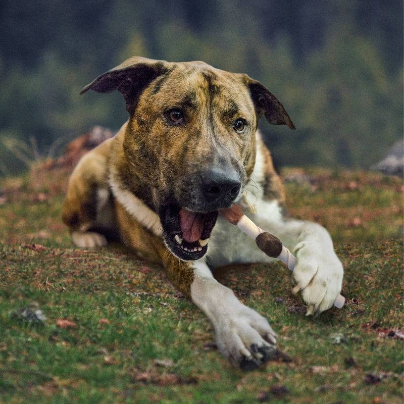 Cadet Shish Kabobs Rawhide Dog Treats - 4pk - XL