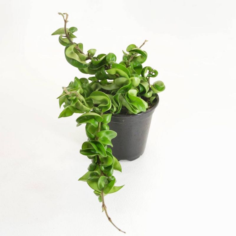 3pk Hoya Hindu Rope Plant - National Plant Network