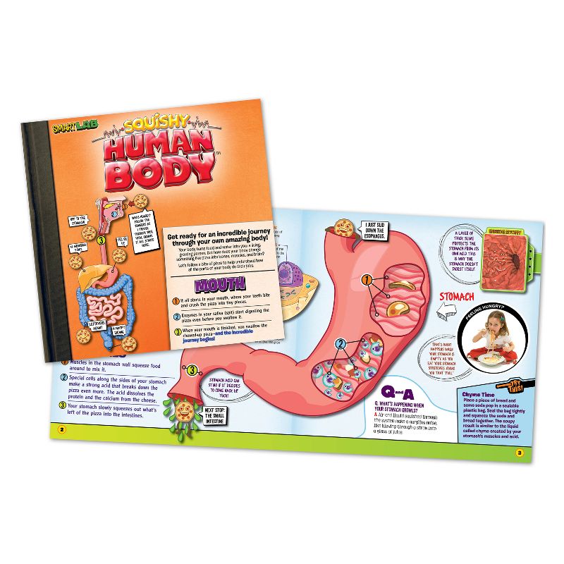 Squishy Human Body Anatomy Kit