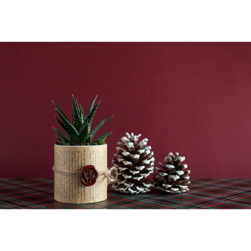 Van Zyverden Roses Mikado Root Stock