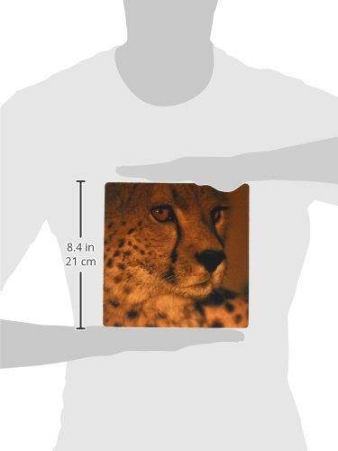 3dRose LLC 8 x 8 x 0.25 Inches Mouse Pad, Kenya, Masai Mara Game Reserve, Cheetah, Sunset-Af21 Pso0280 - Paul Souders (mp_71037_1)