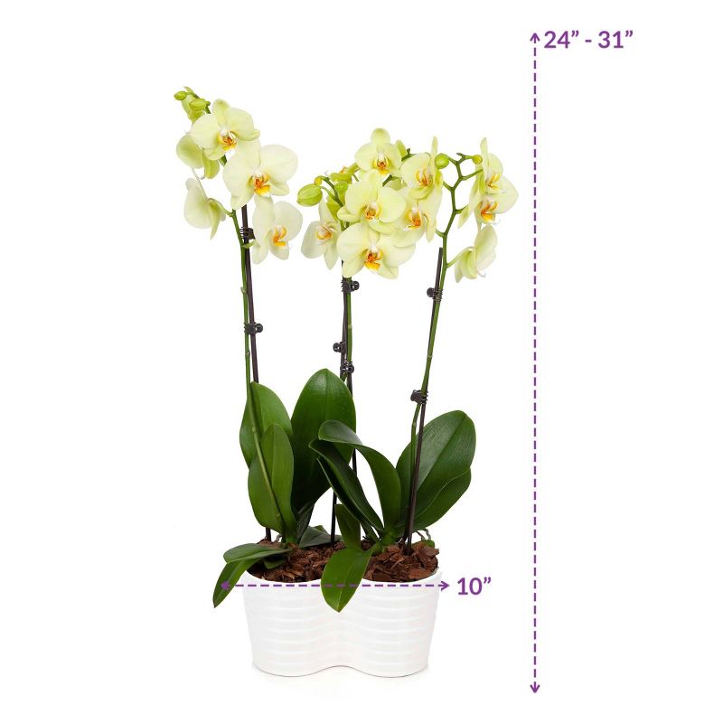 Just Add Ice 10" Yellow Orchid Duo in Ceramic