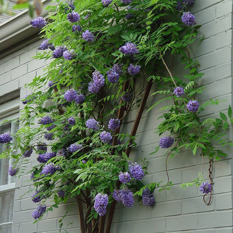 Van Zyverden 4" Wisteria Amethyst Falls Potted Rocketliners