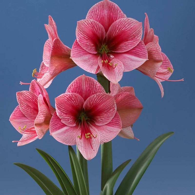 Set of 1 Amaryllis Purple Rain Bulbs - Van Zyverden