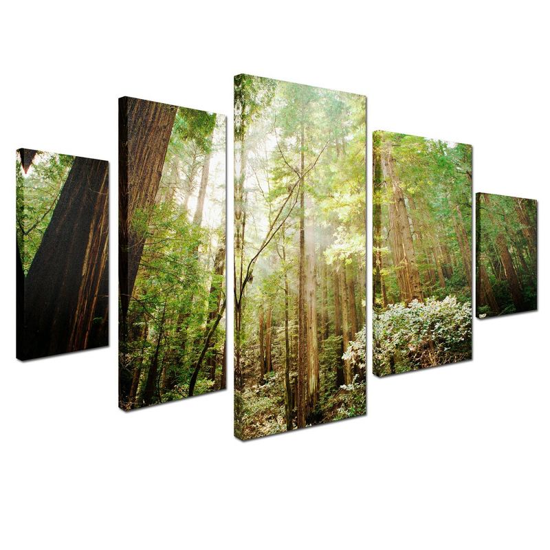 5pc Muir Woods by Ariane Moshayedi - Trademark Fine Art