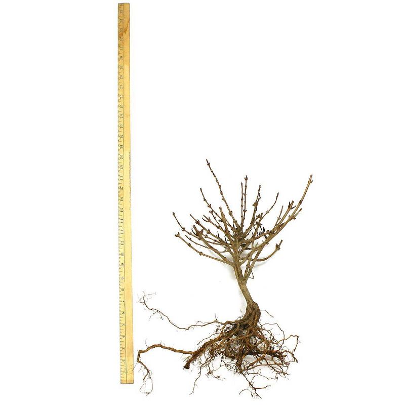 Van Zyverden Weigela Java Root Stock Red