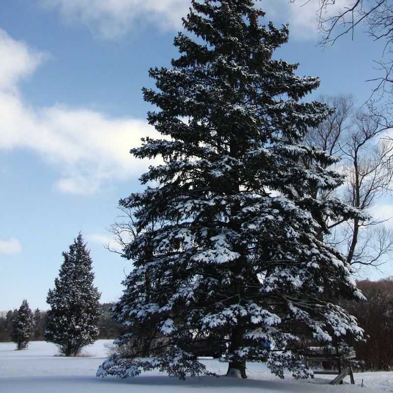 2pk Living Christmas Tree Seed Grow Kit - Colorado Blue Spruce - The Jonsteen Company