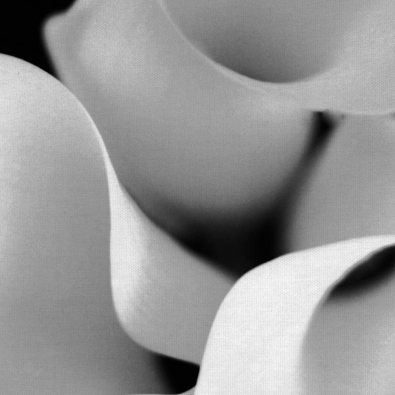 30"x30" Untitled Floral 26 By Michael Faragher Art On Canvas Black - Fine Art Canvas