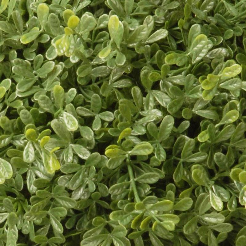 Mini Tea Leaf 2 Ball Topiary with Black/Gold Urn (60")