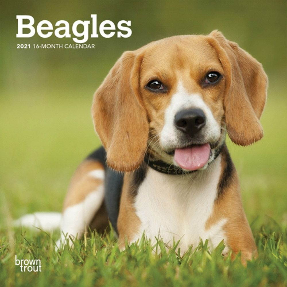 BrownTrout,  Beagle 2021 Mini Wall Calendar 2021
