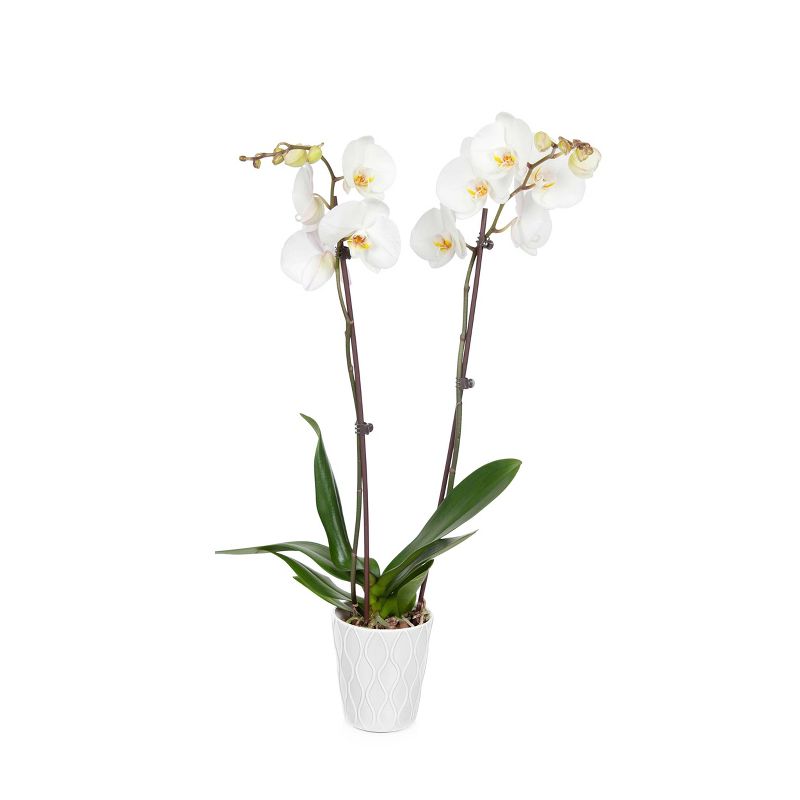Just Add Ice 5" White Orchid in Ceramic