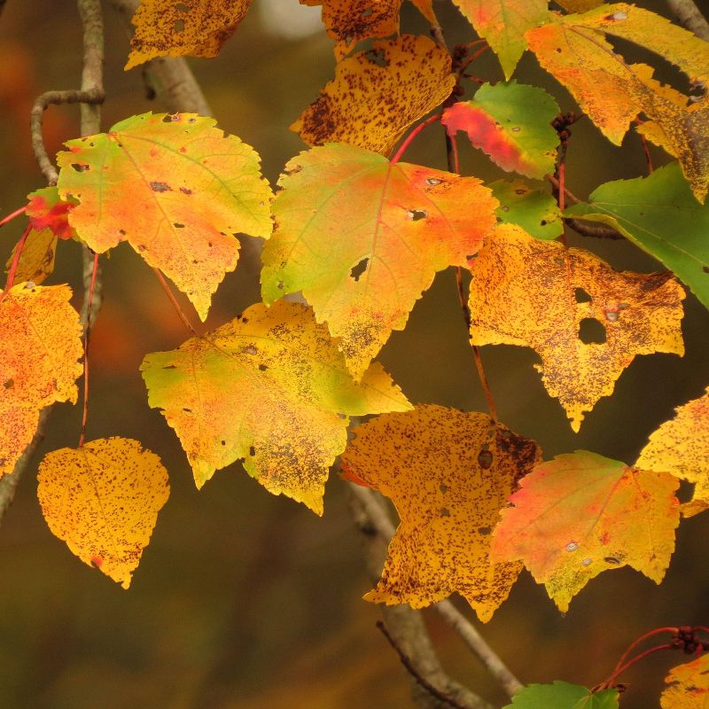 2pk Red Maple Seed Grow Kit - The Jonsteen Company