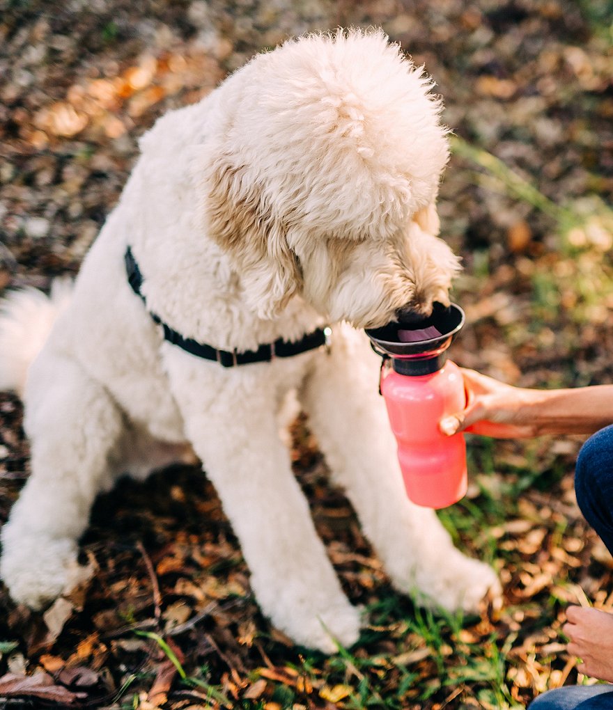 Hype HIGHWAVE AutoDogMug&reg; Leak-Tight