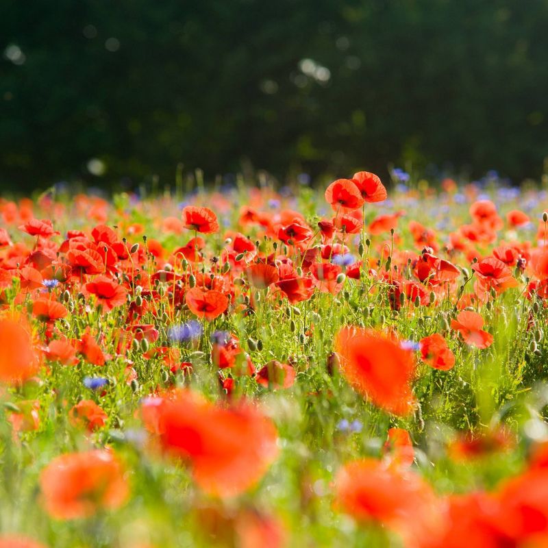 2pk Alaskan Red Poppy Seed Grow Kit - The Jonsteen Company