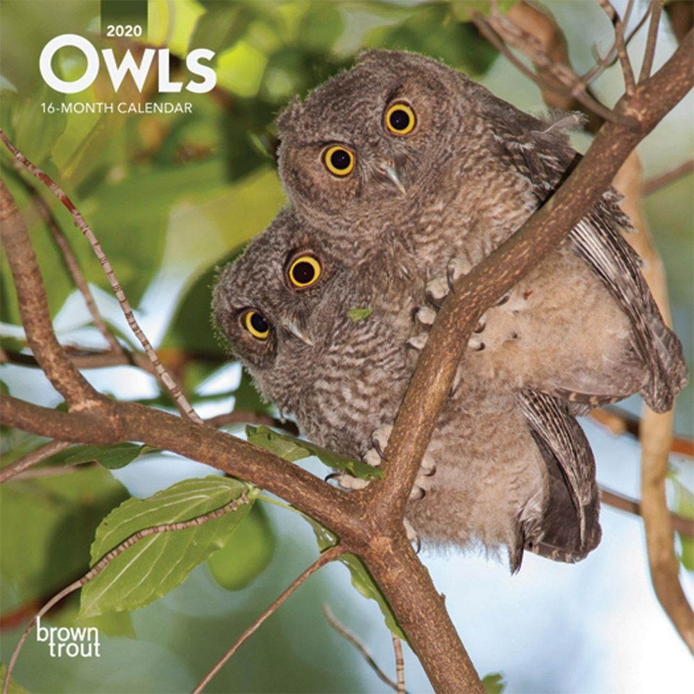 BrownTrout,  Owls Mini Wall Calendar 2021