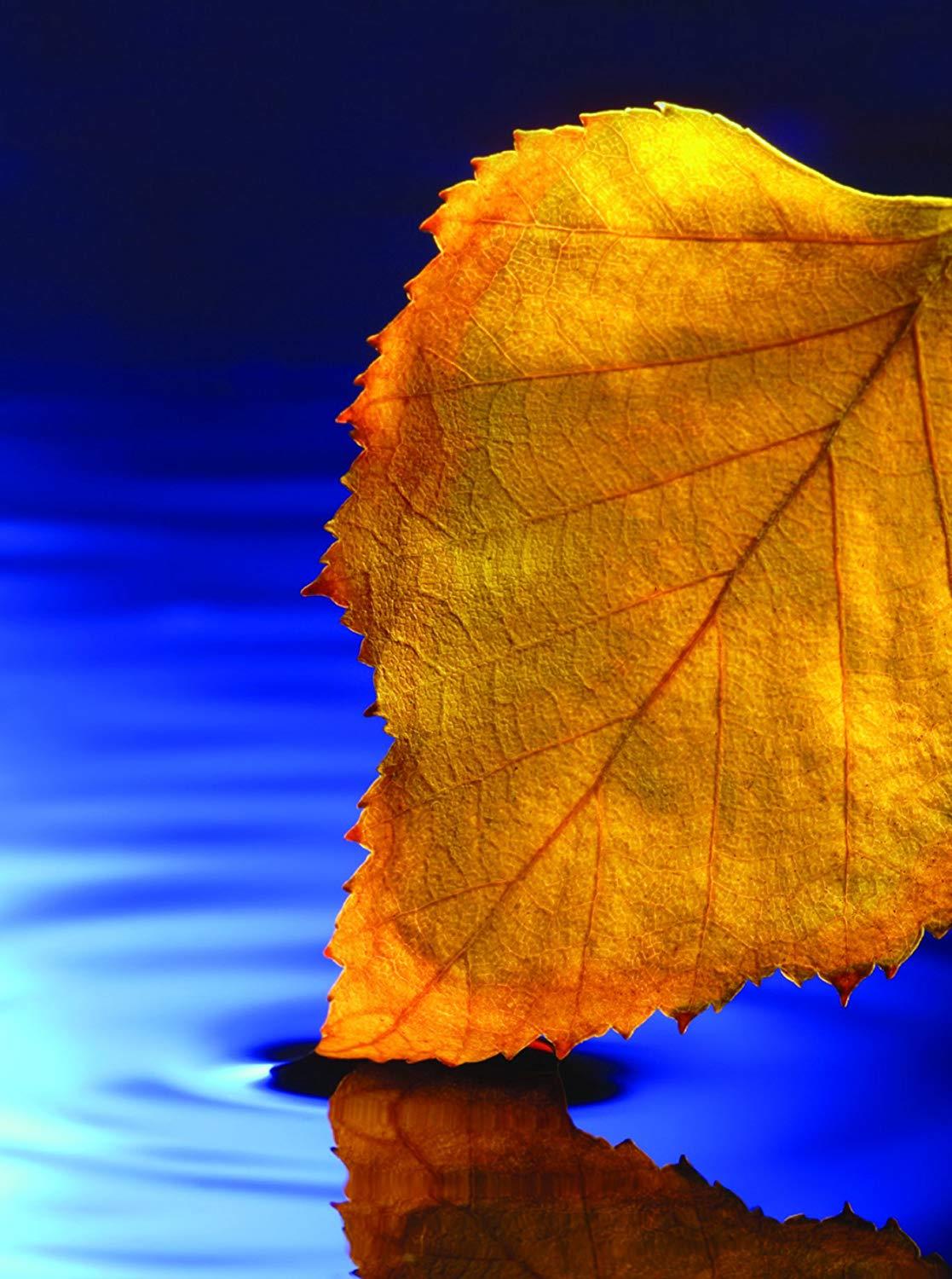 Turning of the Seasons Fall and Winter - 36 Note Cards - 6 Designs - Blank Cards - White Envelopes Included