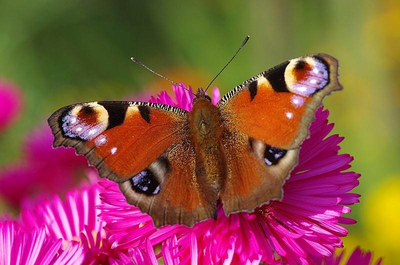 Canon EOS 70D 10x High Definition 2 Element Close-Up (Macro) Lens (82mm)