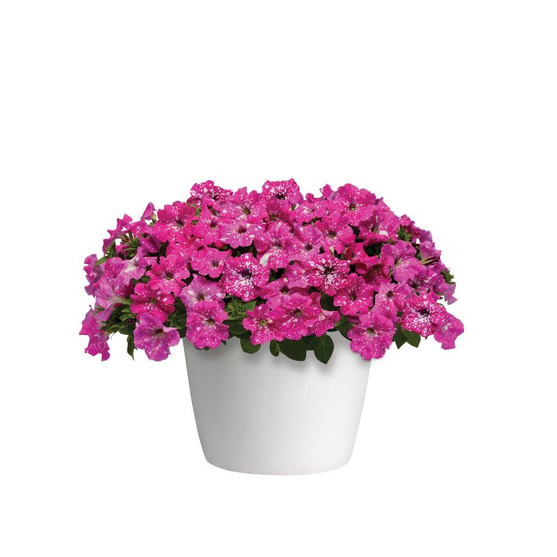 3pc PinkSky Petunia Plant with Pink/White Blooms - National Plant Network