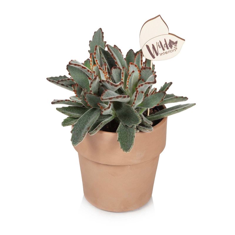 Wild Interiors 5" Kalanchoe Succulent in Terra Cotta