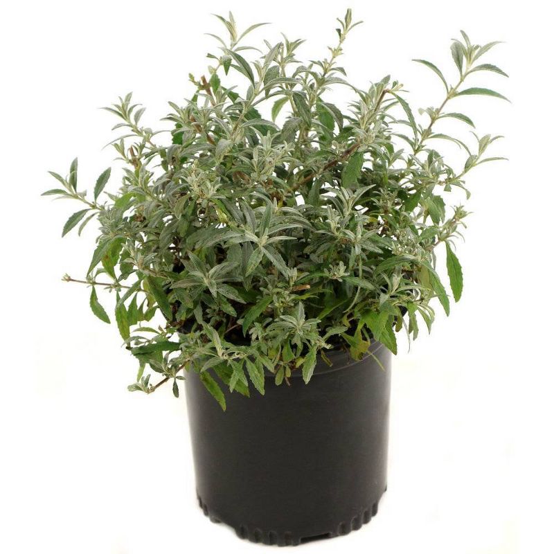 2.5qt 'RoyalRazz' Buddleia Plant with Purple Blooms - National Plant Network