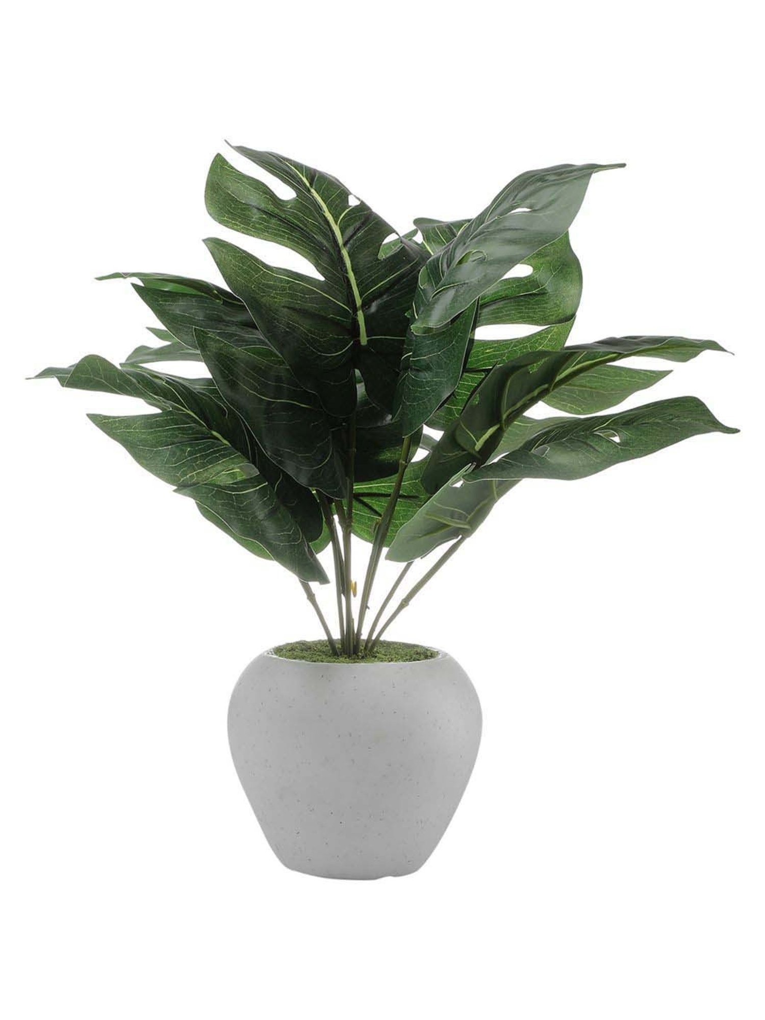Foliyaj Multicolor Plastic Artificial Monstera Plant With Apple Shaped Pot