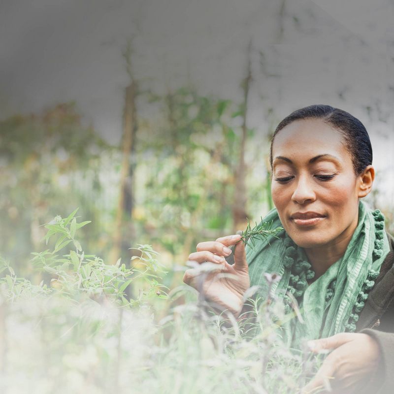 Air Wick Scented Oil Air Freshener Jasmine and Sri Lankan Cinnamon Leaf Starter Kit - 0.67 fl oz