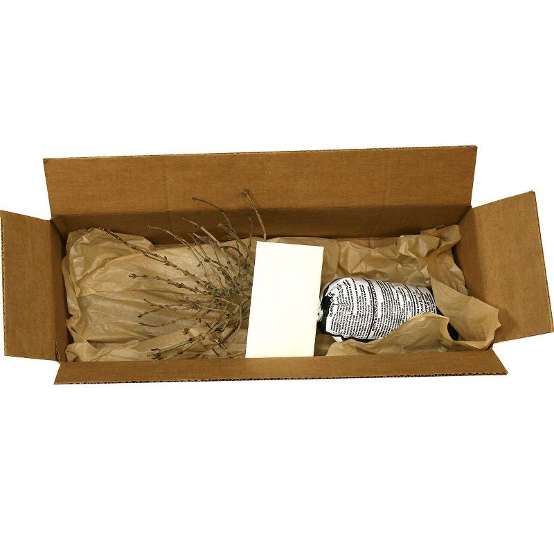 Van Zyverden Weigela Java Root Stock Red