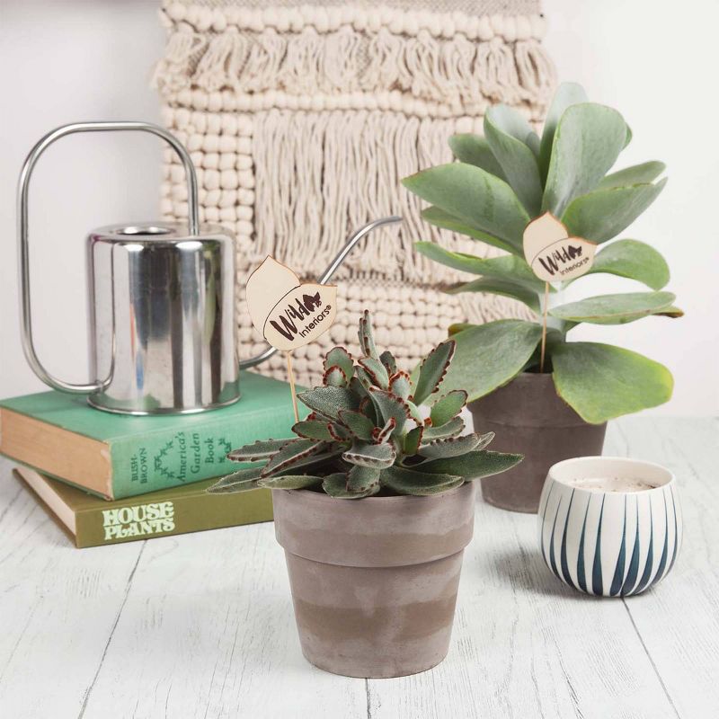 Wild Interiors 5" Kalanchoe Succulent in Terra Cotta