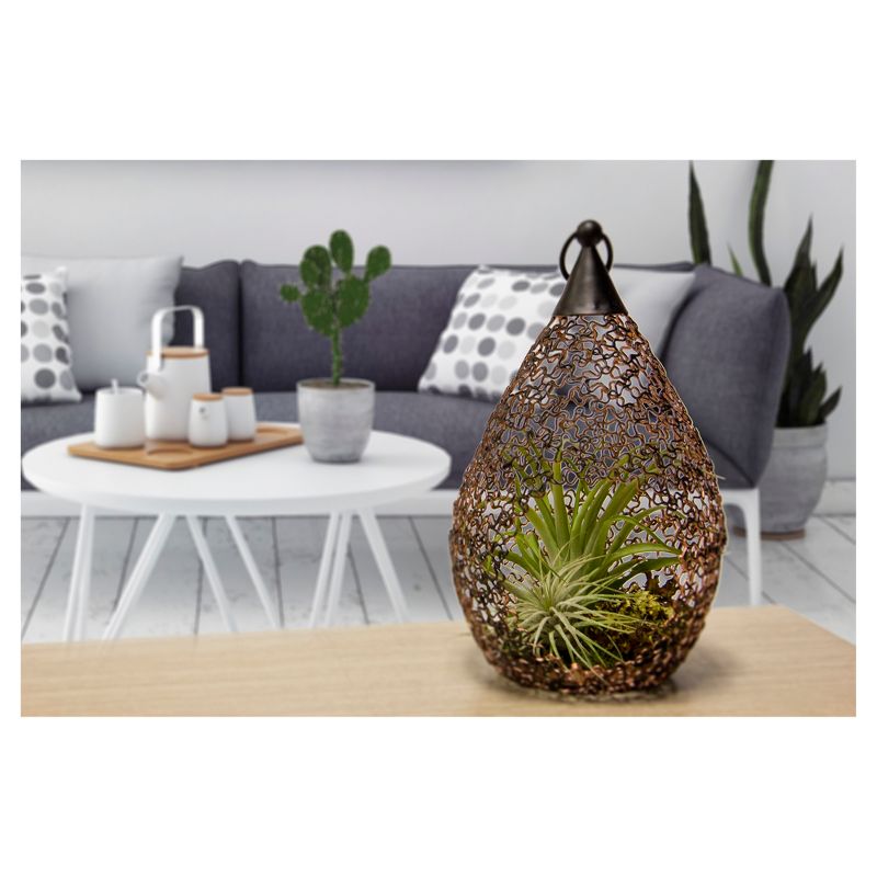 Living Lantern Air Plants In Decorative Metal Container - Livetrends Design