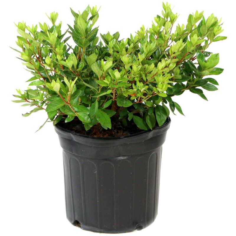 Encore Azalea Autumn 'Sunburst' 3gal U.S.D.A. Hardiness Zones 7-10 - 1pc - National Plant Network