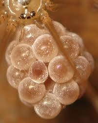 Opteka 10x HD2 Professional Macro Lens for Canon PowerShot G5 G3