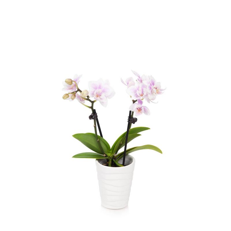Just Add Ice 2.5" Pink Orchid in Ceramic