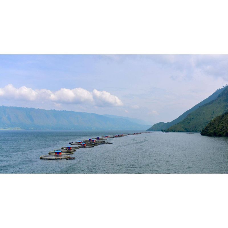 Regal Springs Panko Encrusted Tilapia Fillets - Frozen - 10oz